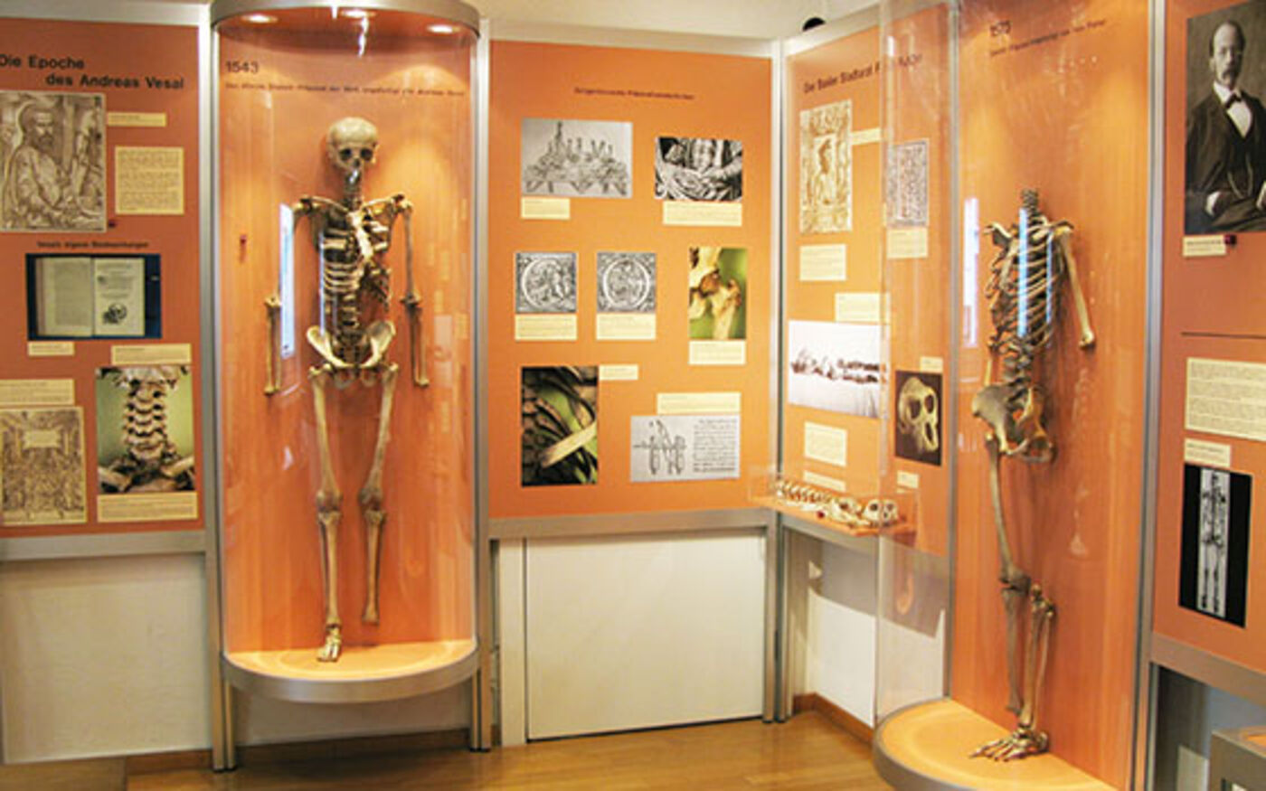 Anatomisches Museum