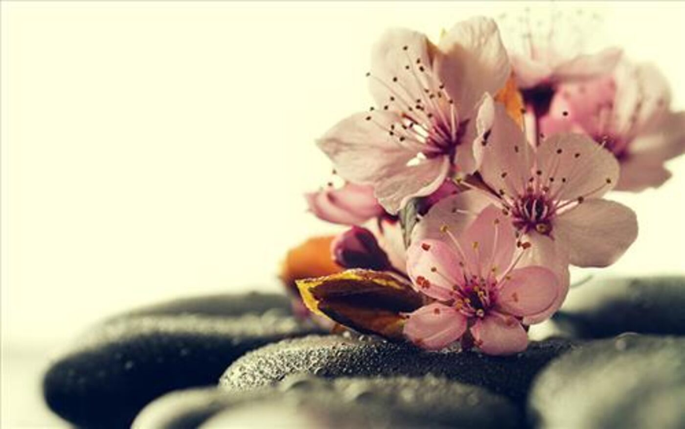 Sandra Dünki, Traditionelle Chinesische Medizin und Naturheilkunde