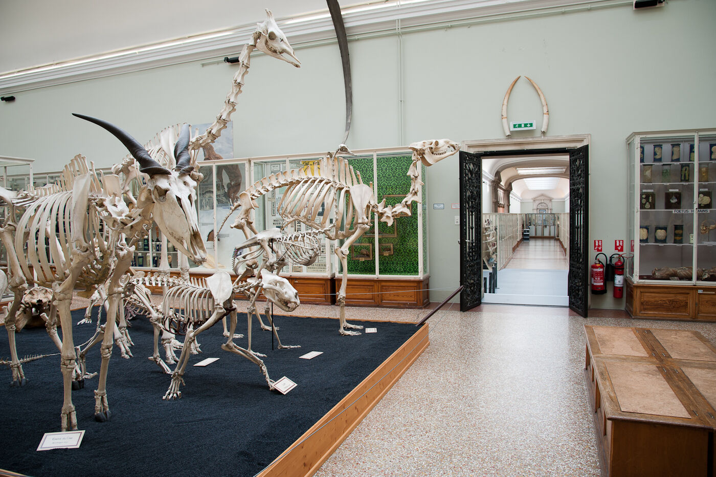 Musée cantonal de zoologie