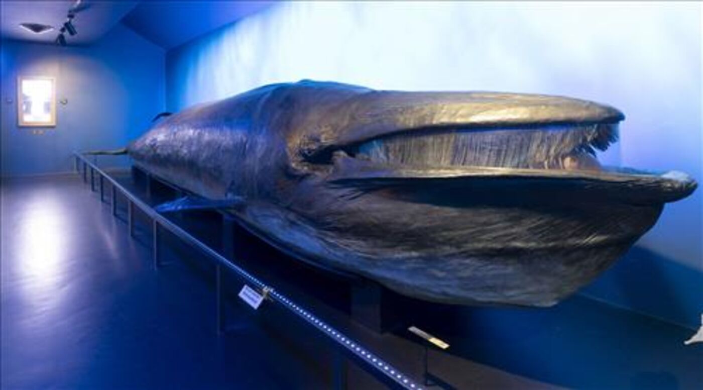 Musée d'Histoire naturelle