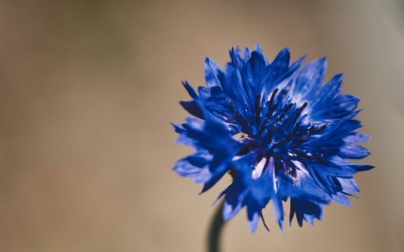 fiordaliso: Yoga für Kinder und Erwachsene