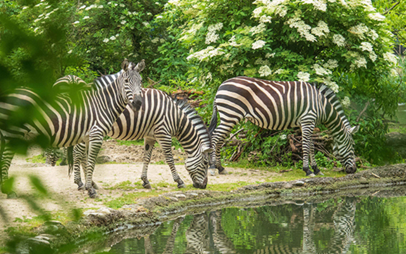 «Zolli» Zoologischer Garten Basel AG